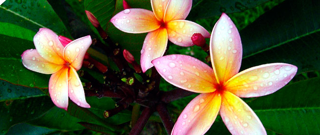 Kauai Bed & Breakfasts Kauai Bed & Breakfasts