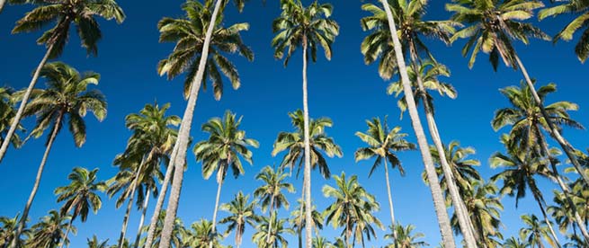 Coconut Coast Kauai The Royal Coconut Coast