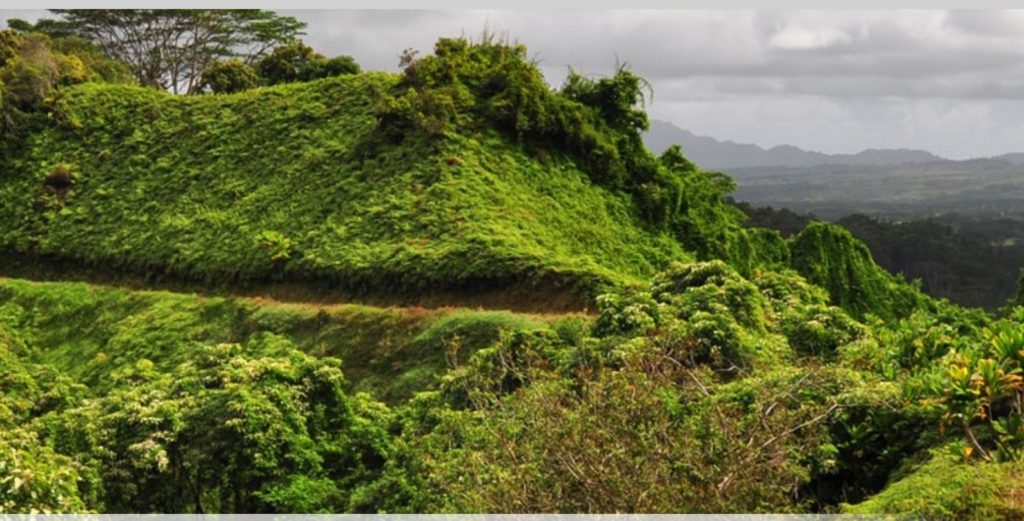 Best Solo Travel Ideas On The Royal Coconut Coast Royal Coconut Coast