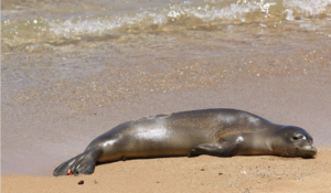 Monk Seal on Kauai